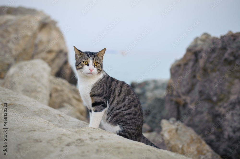 Obraz premium cat on the rocks