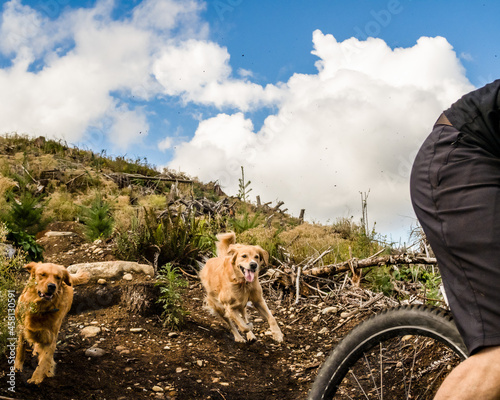 Canvas Print Mountain biker riding with his trail dogs in the Pacific Northwest
