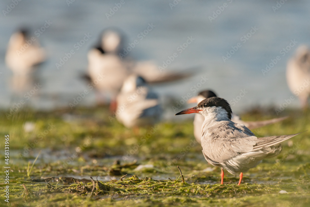 Common tern in natural habitat, sterna hirundo Common tern in natural habitat, sterna hirundo