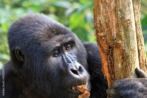 Mountain gorilla eating a tree skin, Bwindi, Uganda  photo
