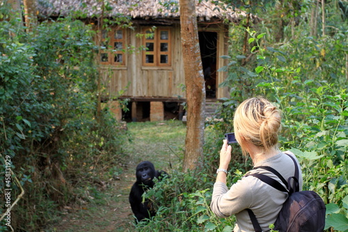 Beautiful blonde girl photographing a mountain gorilla in Bwindi impenetrable forest National park, Uganda  photo