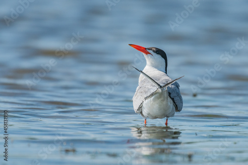 common tern in natural habitat, sterna hirundo photo