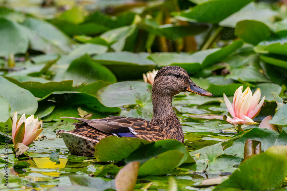 Close-up of a Mallard or Wild Duck Anas platyrhynchos, it hides in the leaves of a water lily Close-up of a Mallard or Wild Duck Anas platyrhynchos, it hides in the leaves of a water lily