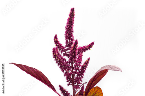 Konstfotografi Flowers with seeds of vegetable amaranth on a white background