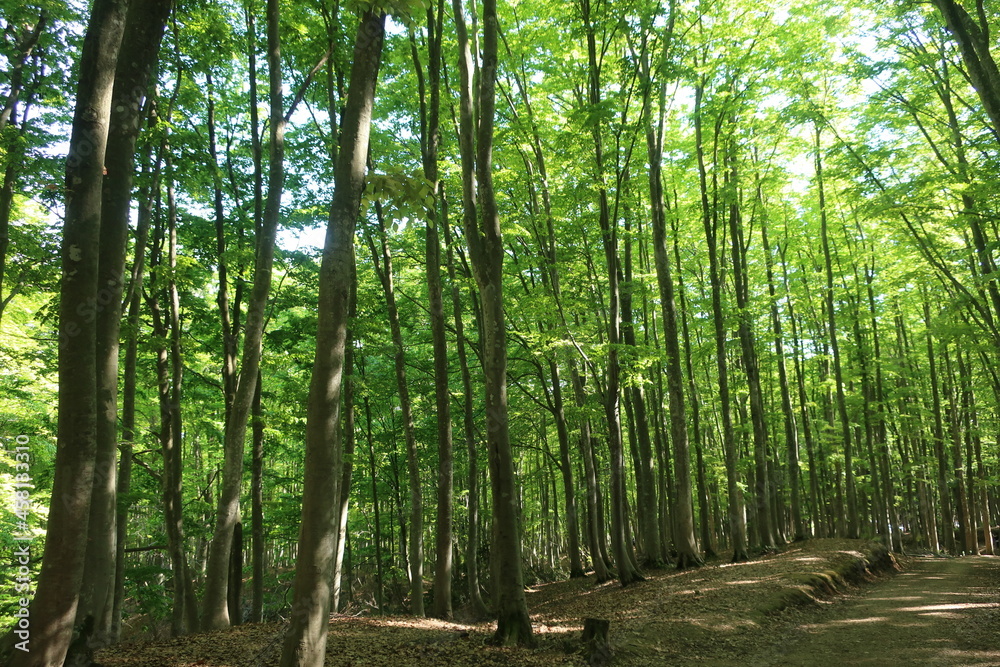Fototapeta 5月の新緑が美しい新潟県十日町の美人林