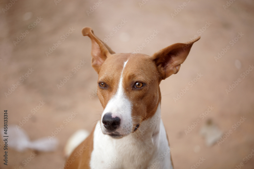 animal photography: horizontal closeup of a big brown  Africanis dog with white muzzle face, sitting  outdoors on a sunny day in the Gambia, Africa