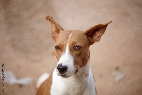 animal photography  horizontal closeup of a big brown  Africanis dog with white muzzle face  sitting  outdoors on a sunny day in the Gambia  Africa