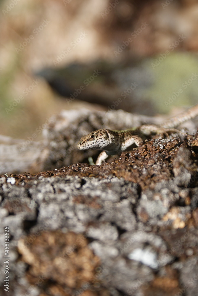 Lagartija tratando de ocultarse en el terreno.