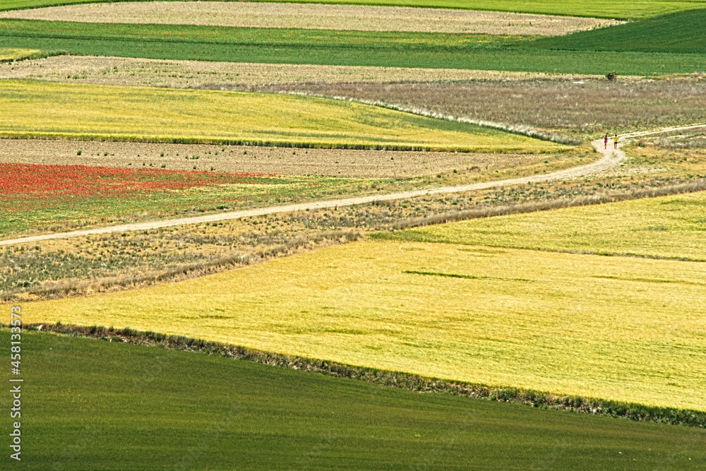 Campos de pasto y amapolas cruzados por un camino con dos individuos.