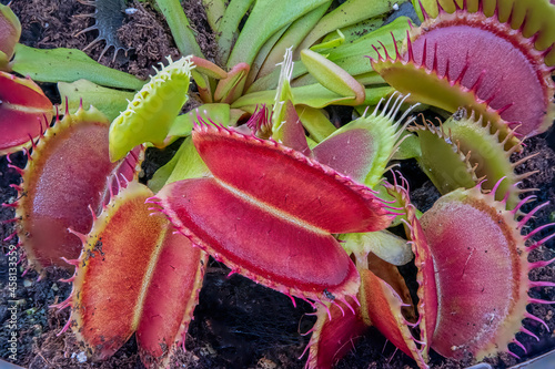 Dionaea Muscipula Venus Flytrap