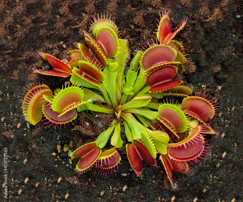 Dionaea Muscipula Venus Flytrap photo