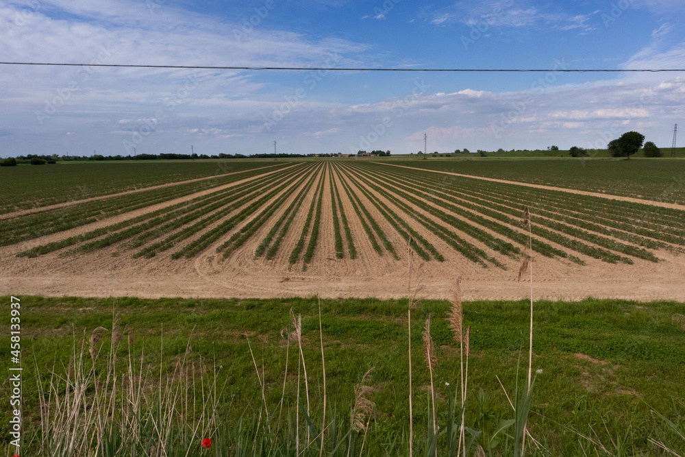 Tomato plantation in parallel rows for the food industry, Italy
