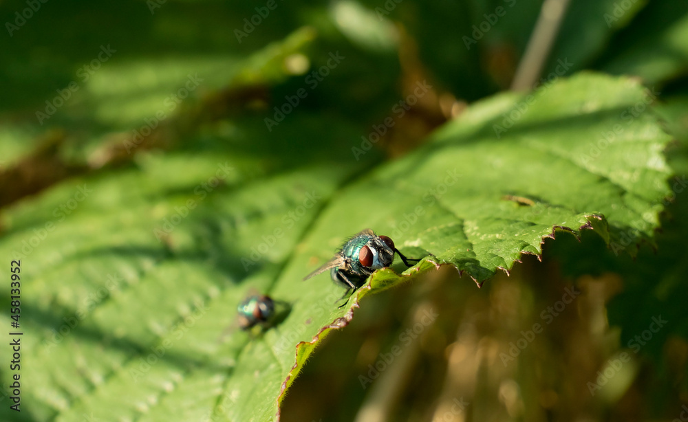 Fototapeta premium Flies sitting on a leaf in the evening sun