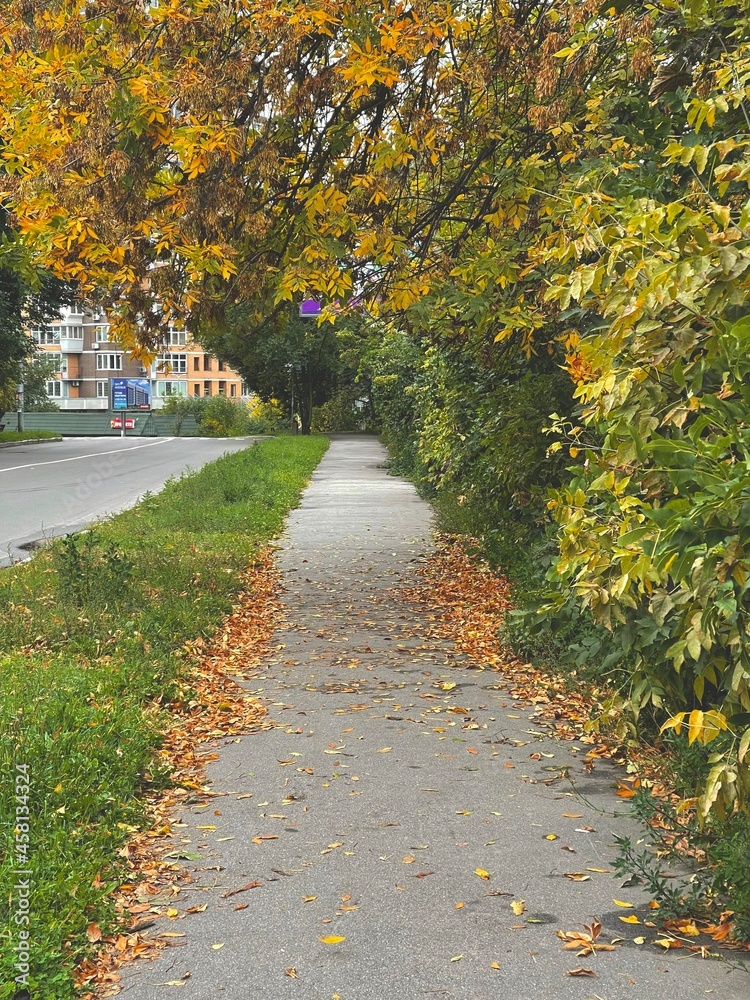 Naklejka premium Vertical shot of a sidewalk with orange fallen leaves in the autumn in the city