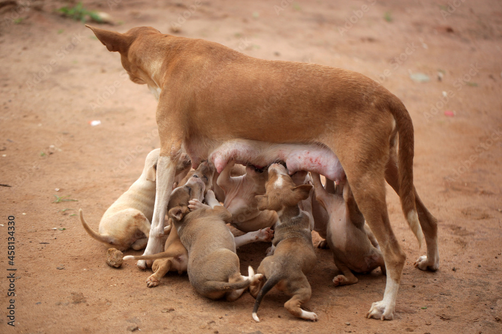 Sambuya, in the Gambia, Africa, May 29, 2020, - wide angle photography animal photography - portrait of a female dog mother standing outdoors, feeding a group of brown, beige and white puppies,