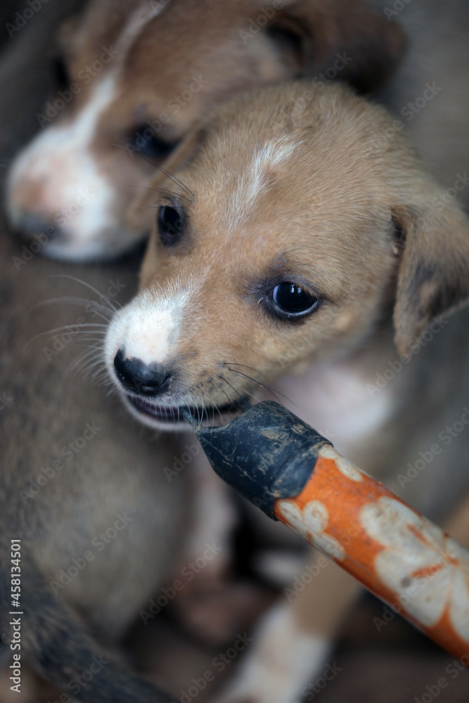 closeup of an Africanis dog puppy with brown fur and white muzzle, with black nose, chewing on the end of a broom stick, by a wall, outdoors on a sunny day in the Gambia, Africa