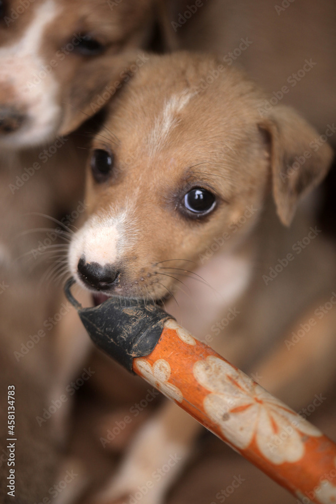 closeup of an Africanis dog puppy with brown fur and white muzzle, with black nose, chewing on the end of a broom stick, by a wall, outdoors on a sunny day in the Gambia, Africa