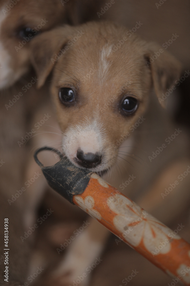 closeup of an Africanis dog puppy with brown fur and white muzzle, with black nose, chewing on the end of a broom stick, by a wall, outdoors on a sunny day in the Gambia, Africa