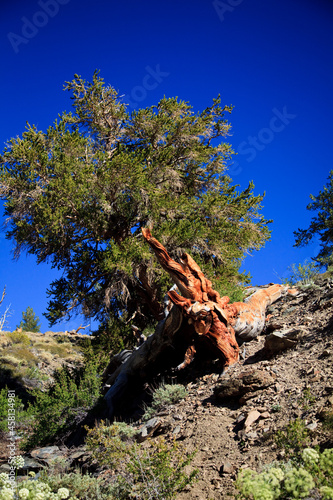 Wallpaper Mural Inyo National Forest, Sosny Torontodigital.ca