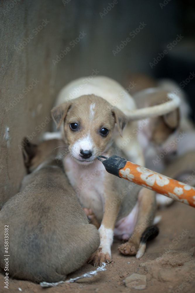 closeup of an Africanis dog puppy with brown fur and white muzzle, with black nose, chewing on the end of a broom stick, by a wall, outdoors on a sunny day in the Gambia, Africa