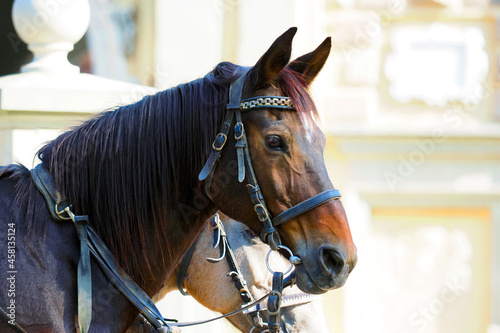 Portrait of an old bay horse in a bridle. Pair of horses