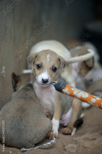 Obraz na płótnie closeup of an Africanis dog puppy with brown fur and white muzzle, with black nose, chewing on the end of a broom stick, by a wall, outdoors on a sunny day in the Gambia, Africa w salonie