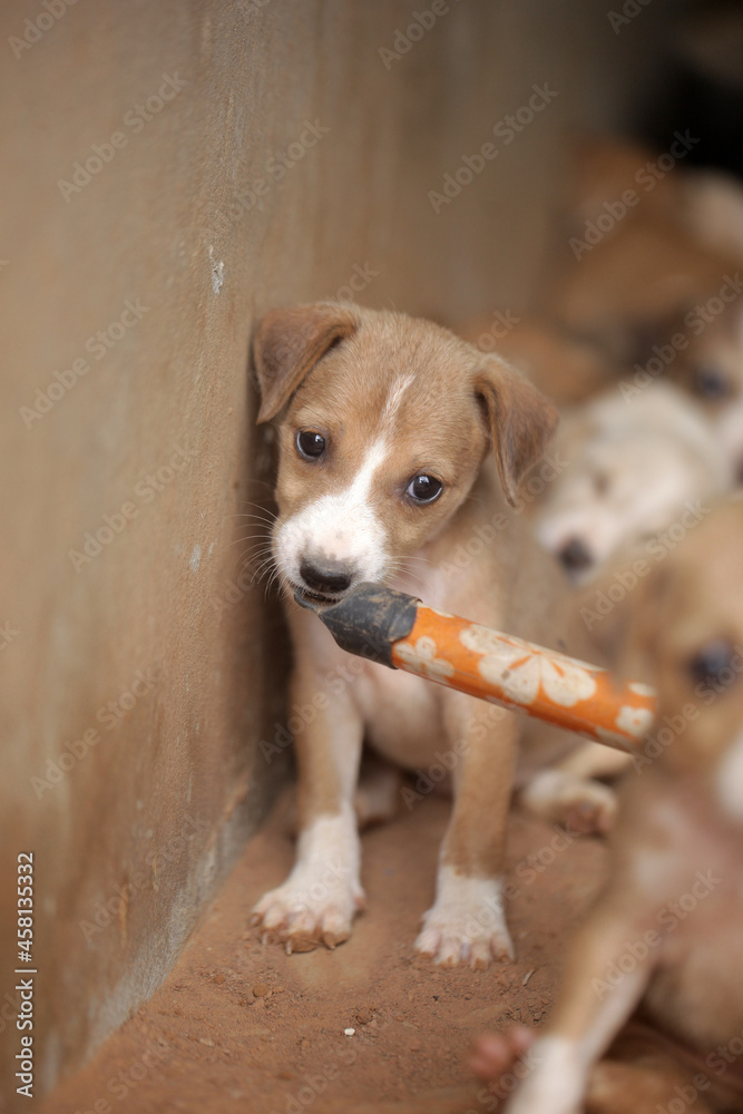 vertical closeup of an Africanis dog puppy with brown fur and white muzzle, with black nose, chewing on the end of a broom stick, by a wall, outdoors on a sunny day in the Gambia, Africa