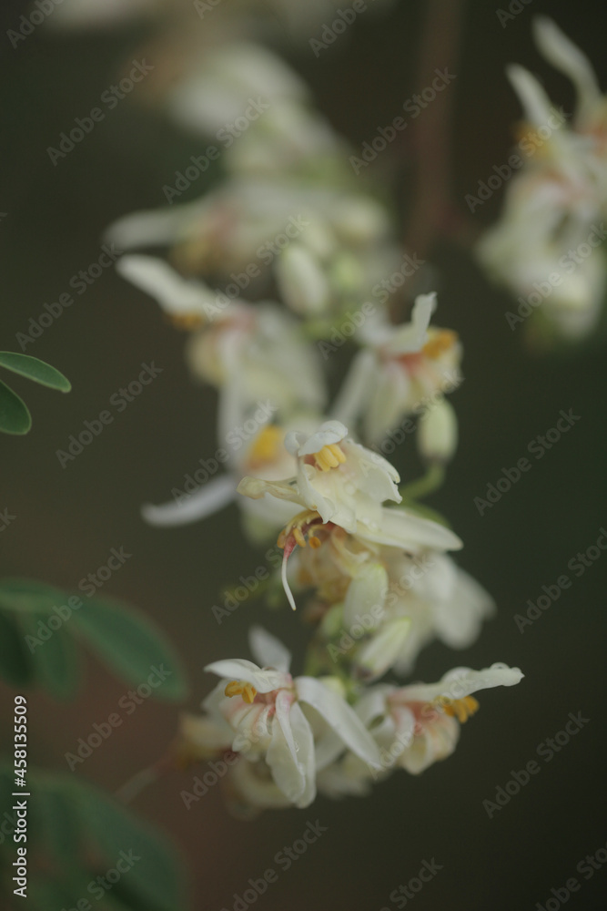 closeup nature photography - macro of a green and white medical plant moringa oleifera bud and flowers, ith colorful background , outdoors on a sunny day in the Gambia, Africa