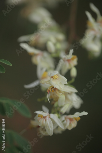 closeup nature photography - macro of a green and white medical plant moringa oleifera bud and flowers, ith colorful background , outdoors on a sunny day in the Gambia, Africa