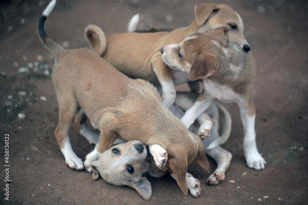 animal closeup - horizontal photography of a group of small brown and white africanis dog puppies playing with each other on a sandy ground, on a sunny day in the Gambia, Africa