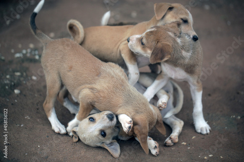 Obraz na płótnie animal closeup - horizontal photography of a group of small brown and white africanis dog puppies playing with each other on a sandy ground, on a sunny day in the Gambia, Africa w salonie