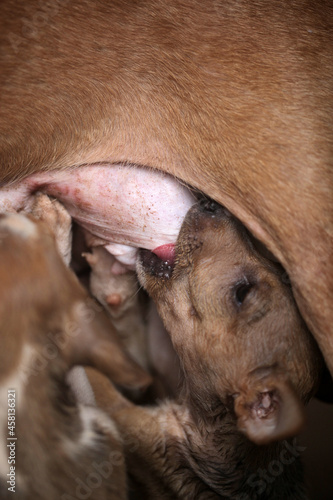 Obraz na płótnie Sambuya, in the Gambia, Africa, May 29, 2020, closeup portrait - verticalanimal photography - brown, beige and white puppies suckling on mother breast , outdoors on a sunny day w salonie