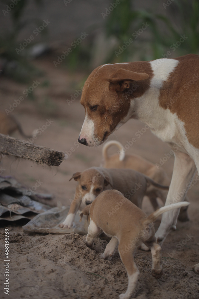 vertical animal portrait of a big brown and white Africanis dog, standing on a sandy ground, playing with two small puppies, with green grass background , outdoors on a sunny day in the Gambia, Africa