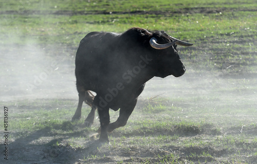 toro negro español con grandes cuernos en el campo photo