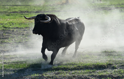 toro negro español con grandes cuernos en el campo photo