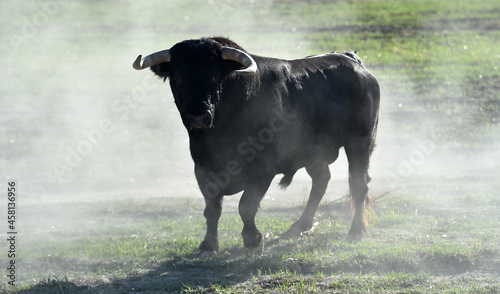 toro negro español con grandes cuernos en el campo photo