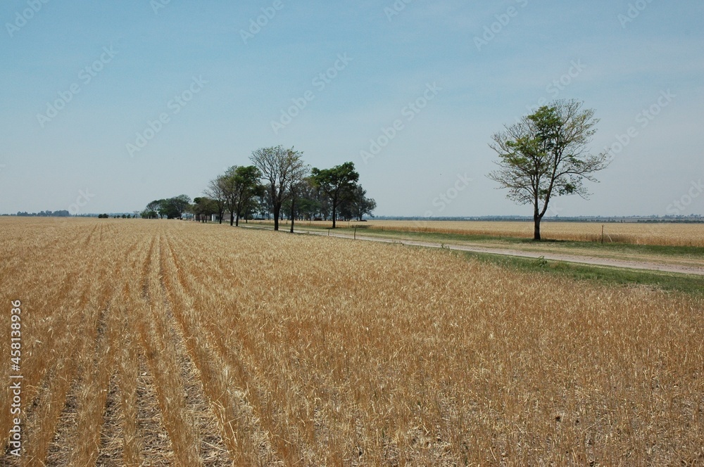 Fototapeta premium Golden wheat fields 