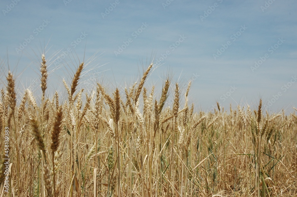 Golden wheat fields Golden wheat fields