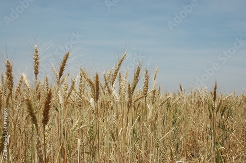 Golden wheat fields