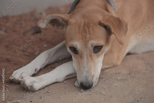 horizontal portrait photography - closeup of a white and brown Africanis dog lying on a sand, outdoors on a sunny day in the Gambia, Africa