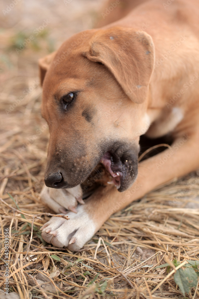 animal closeup - vertical photography of a small brown and white africanis dog eating a piece of big bone, on a dry grass, outdoors on a sunny day in the Gambia, Africa animal closeup - vertical photography of a small brown and white africanis dog eating a piece of big bone, on a dry grass, outdoors on a sunny day in the Gambia, Africa