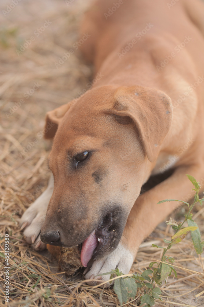 animal closeup - vertical photography of a small brown and white africanis dog eating a piece of big bone, on a dry grass, outdoors on a sunny day in the Gambia, Africa 