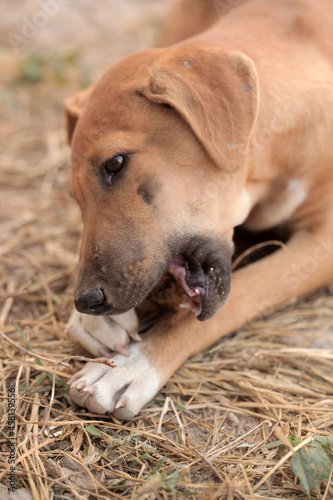 Obraz na płótnie animal closeup - vertical photography of a small brown and white africanis dog eating a piece of big bone, on a dry grass, outdoors on a sunny day in the Gambia, Africa w salonie