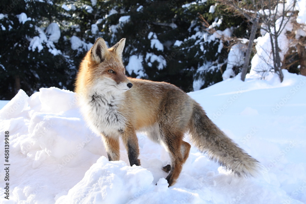 Naklejka premium The fox in the winter