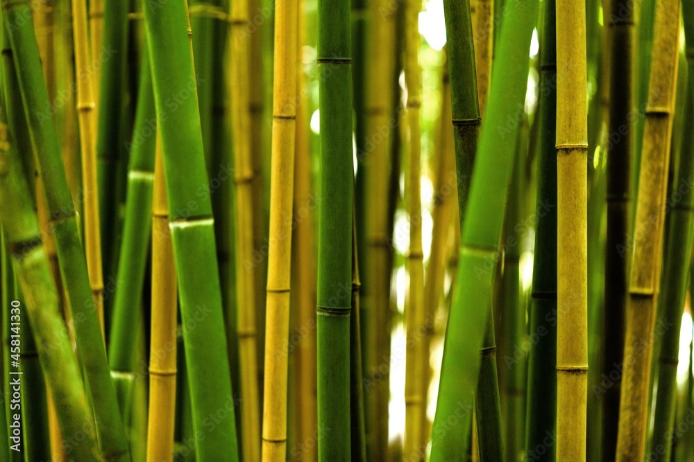 Obraz premium Close-Up of Bamboo Stems