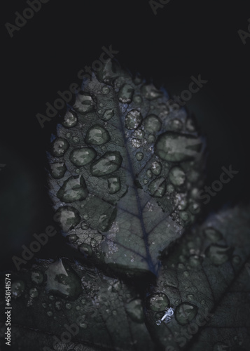 Macro shot of dewdrops on the surface of leaves with dark background photo