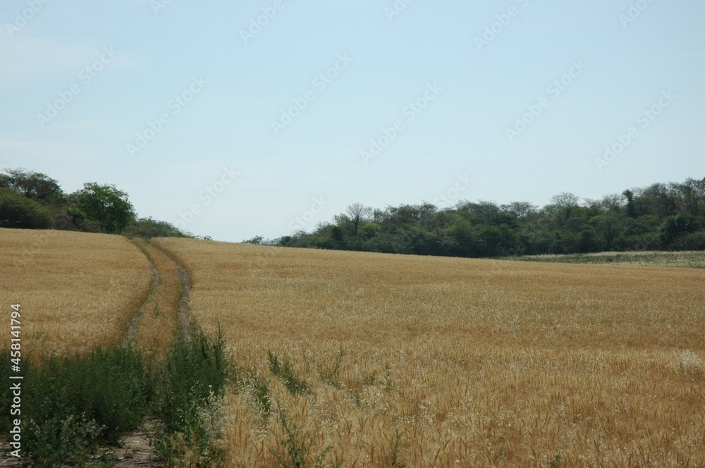 Golden wheat fields