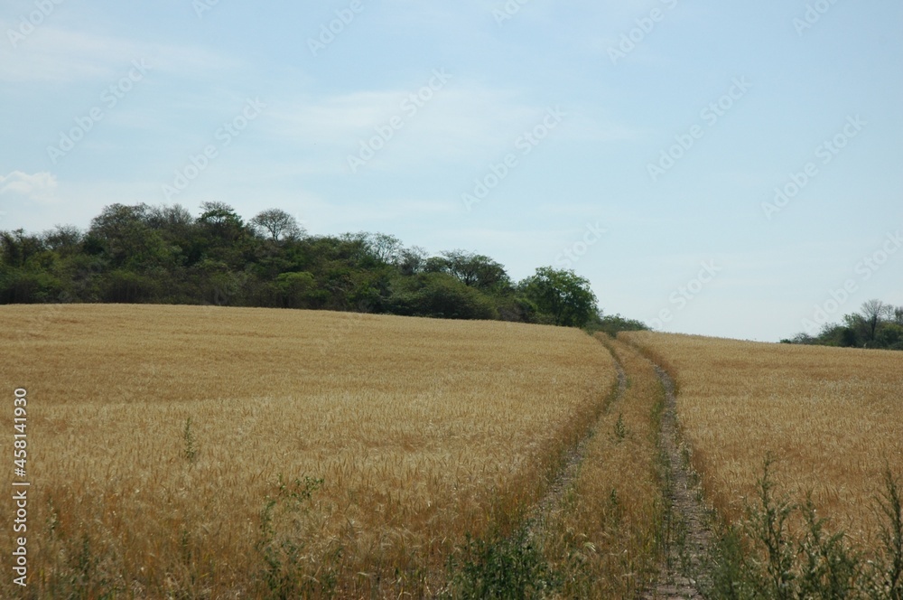 Golden wheat fields