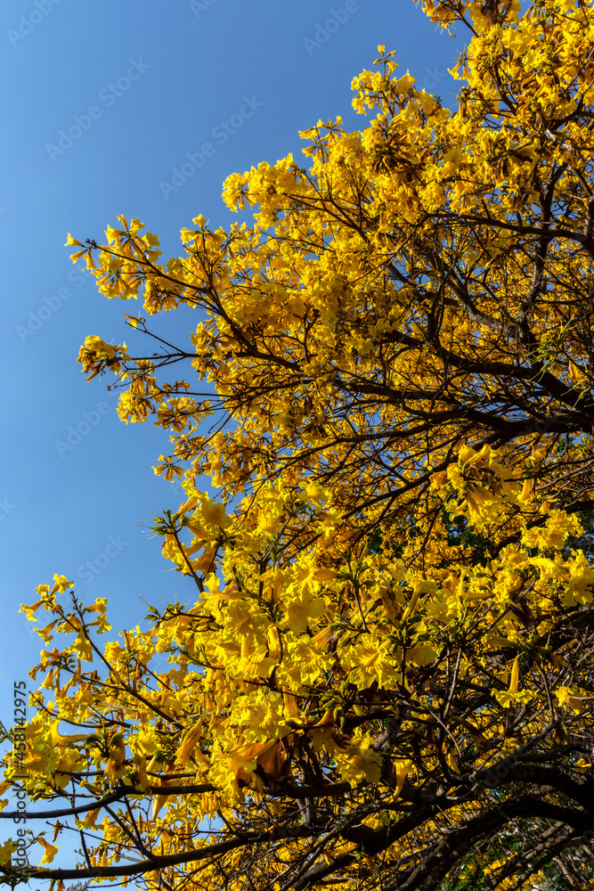 Yellow Ipê (Handroanthus albus) flowering in a square in the south of Sao Paulo Yellow Ipê (Handroanthus albus) flowering in a square in the south of Sao Paulo