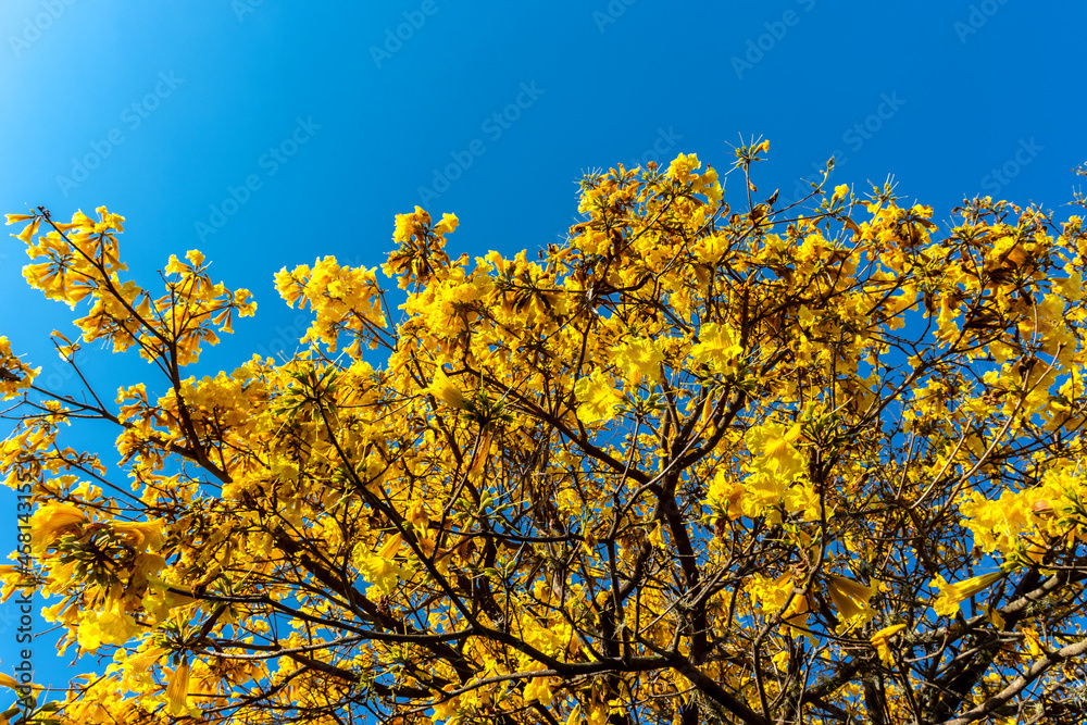 Yellow Ipê (Handroanthus albus) flowering in a square in the south of Sao Paulo Yellow Ipê (Handroanthus albus) flowering in a square in the south of Sao Paulo